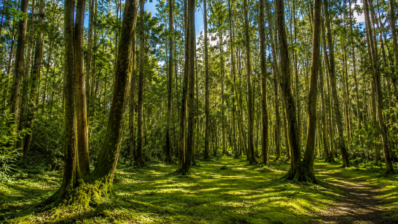 Bosque de Agua